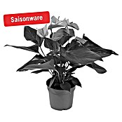 Flamingoblume (Topfgröße: 12 cm, Rosa)