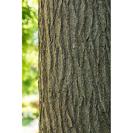 Pflanzen für dich  Seidenbaum 150-200 cm