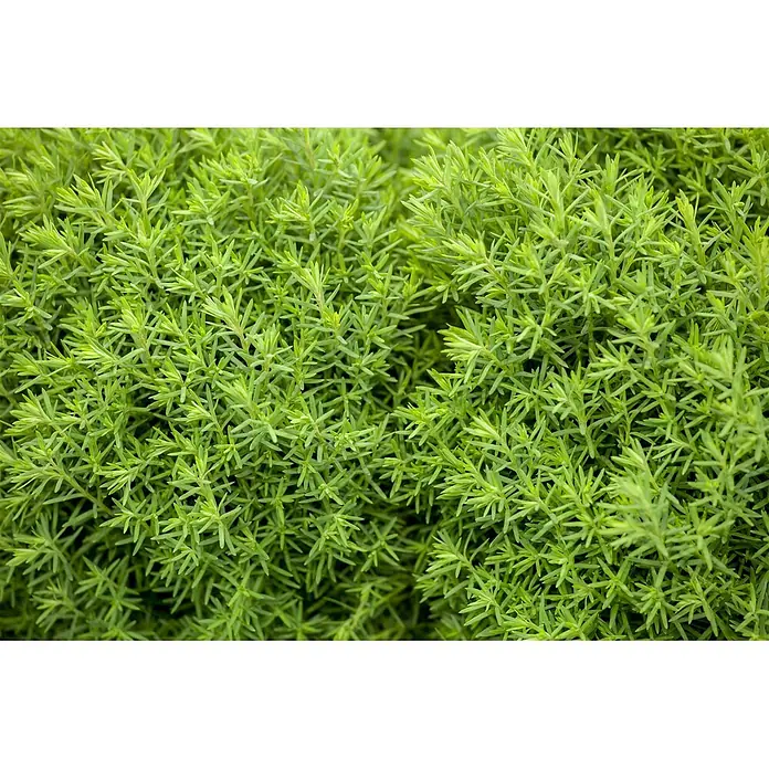 Pflanzen für dich Zwerg-Lebensbaum 15-20 cm - Thuja occidentalis 'Teddy' - Dichtes, leuchtend grünes Laub mit schmalen, nadelförmigen Blättern.