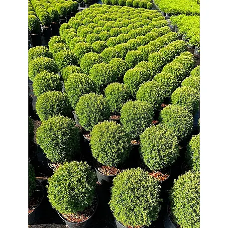 Pflanzen für dich  Zwerg-Lebensbaum 15-20 cm
