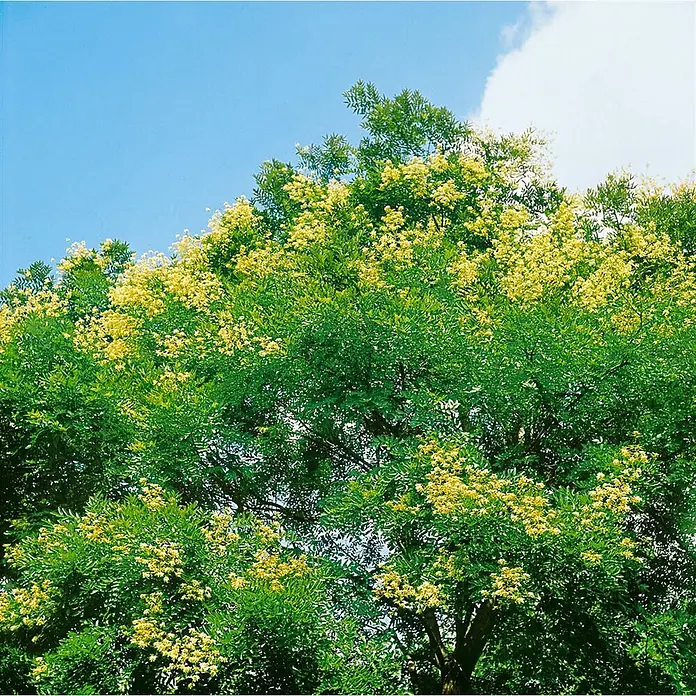 Pflanzen für dich Seidenbaum 150-200 cm - Sophora japonica - Üppiger grüner Baum mit zahlreichen gelben Blüten vor blauem Himmel.