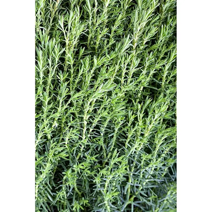 Pflanzen für dich Zwerg-Lebensbaum 15-20 cm - Thuja occidentalis 'Teddy' - Üppiges grünes Laub einer Pflanze mit dünnen, aufrechten Stielen und kleinen, länglichen Blättern.