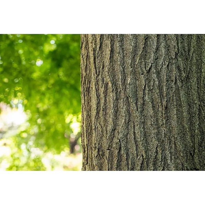 Pflanzen für dich Seidenbaum 150-200 cm - Sophora japonica - Nahaufnahme eines Baumstamms mit rauer, strukturierter Rinde.