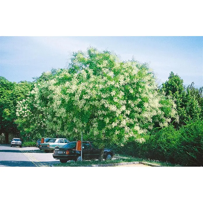 Pflanzen für dich Seidenbaum 150-200 cm - Sophora japonica - Ein großer, hellgrüner Baum mit weißen Blüten, darunter parkende Autos und anderes Grün.