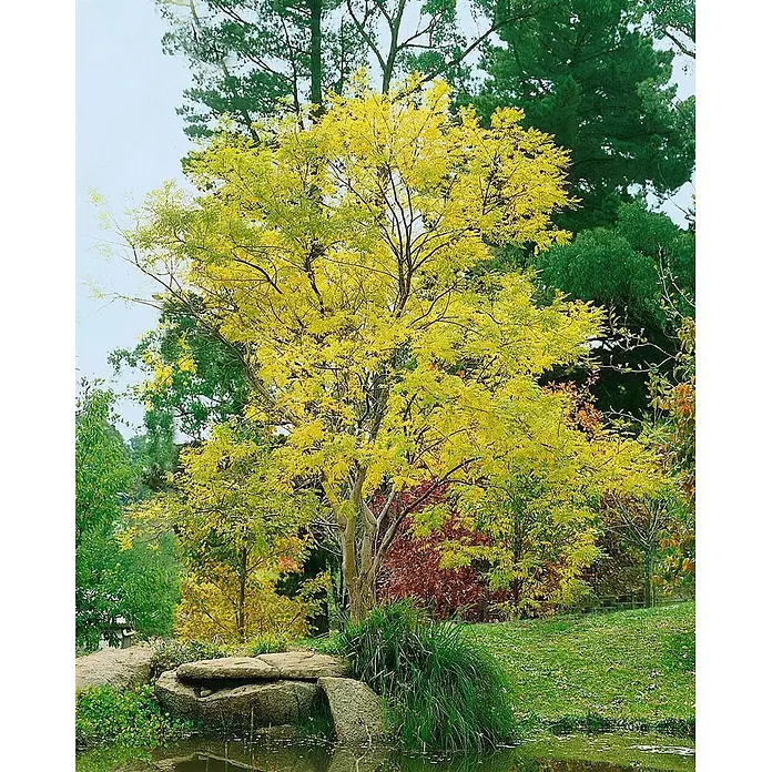 Pflanzen für dich Seidenbaum 150-200 cm - Sophora japonica - Baum mit leuchtend gelben Blättern steht an einem Teich mit Felsen.