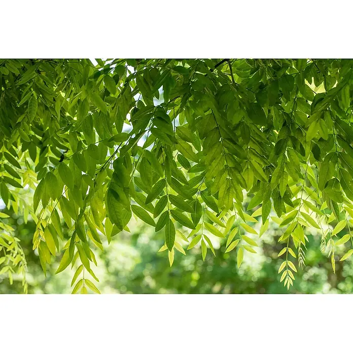 Pflanzen für dich Seidenbaum 150-200 cm - Sophora japonica - Leuchtend grüne Blätter hängen von Ästen herab und bilden ein natürliches Blätterdach im Sonnenlicht.