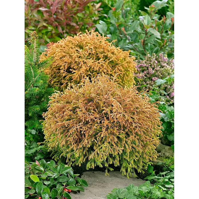 Pflanzen für dich Zwerg-Lebensbaum 20-25 cm - Thuja occidentalis 'Golden Tuffet' - Zwei kompakte, goldfarbene Nadelsträucher in einem Gartenbeet mit weiterem Grün.