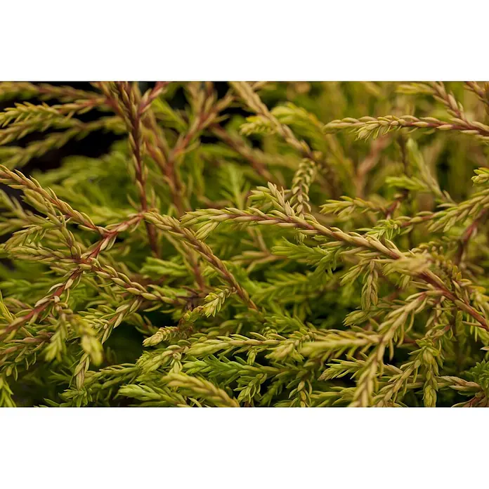 Pflanzen für dich Zwerg-Lebensbaum 20-25 cm - Thuja occidentalis 'Golden Tuffet' - Nahaufnahme einer leuchtend hellgrünen Pflanze mit schuppenartigen Blättern und rotbraunen Stängeln.