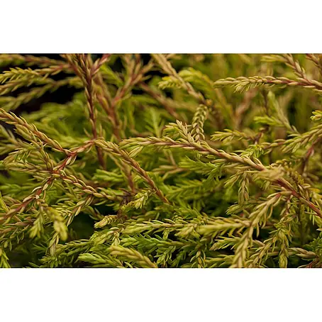 Pflanzen für dich  Zwerg-Lebensbaum 20-25 cm