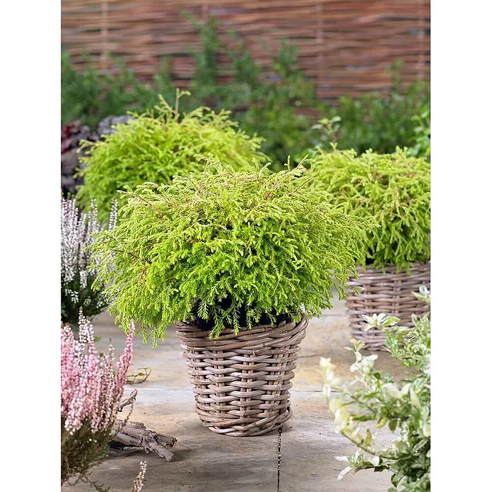 Pflanzen für dich Zwerg-Lebensbaum 20-25 cm - Thuja occidentalis 'Golden Tuffet' - Hellgrüne Nadelgehölze in rustikalen geflochtenen Weidenkörben auf einer Steinterrasse mit weiteren Gartenpflanzen.