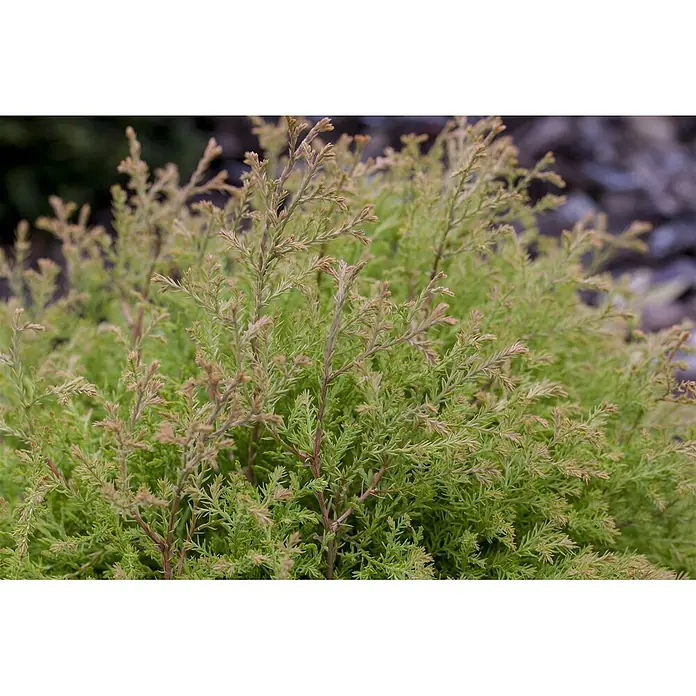 Pflanzen für dich Zwerg-Lebensbaum 20-25 cm - Thuja occidentalis 'Golden Tuffet' - Nahaufnahme eines leuchtend grünen Strauchs mit zartem, farnartigem Laub und neuen rötlich-bronzefarbenen Trieben.