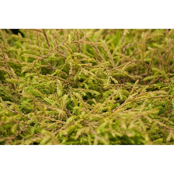 Pflanzen für dich Zwerg-Lebensbaum 20-25 cm - Thuja occidentalis 'Golden Tuffet' - Dichtes, feines Laub mit hellgrünen Blättern und rotbraunen Stielen.