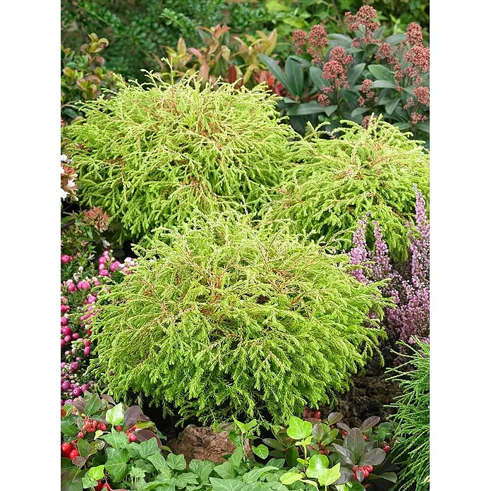 Pflanzen für dich Zwerg-Lebensbaum 20-25 cm - Thuja occidentalis 'Golden Tuffet' - Drei runde, hellgrüne Zwergkoniferen mit feinem, gefiedertem Laub in einem üppigen Garten.