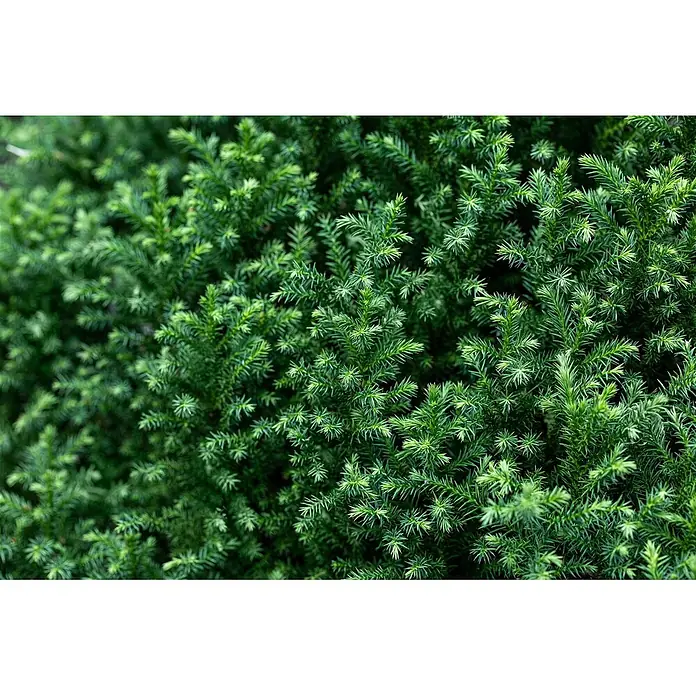 Pflanzen für dich Zwerg-Lebensbaum 20-25 cm - Cryptomeria japonica 'Vilmoriniana' - Dichtes immergrünes Laub mit leuchtend grünen, nadelartigen Blättern.