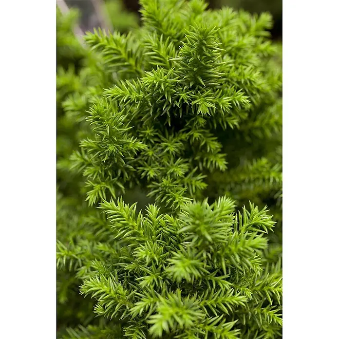 Pflanzen für dich Zwerg-Lebensbaum 20-25 cm - Cryptomeria japonica 'Vilmoriniana' - Lebhaft grünes, dichtes, nadelartiges Laub einer Pflanze.
