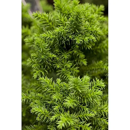 Pflanzen für dich  Zwerg-Lebensbaum 20-25 cm