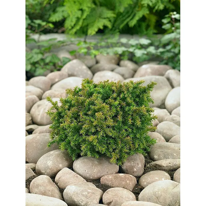 Pflanzen für dich Zwerg-Lebensbaum 20-25 cm - Cryptomeria japonica 'Vilmoriniana' - Kompakte grüne Zwergkonifere mit gelblichen Spitzen, eingebettet zwischen hellen Flusssteinen.