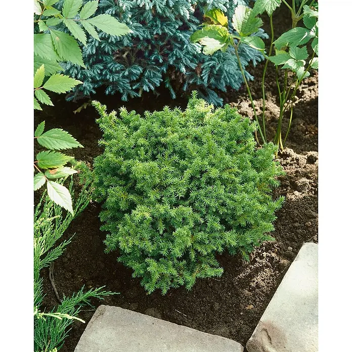 Pflanzen für dich Zwerg-Lebensbaum 20-25 cm - Cryptomeria japonica 'Vilmoriniana' - Kleiner, dichter, leuchtend grüner Nadelstrauch im Gartenbeet.