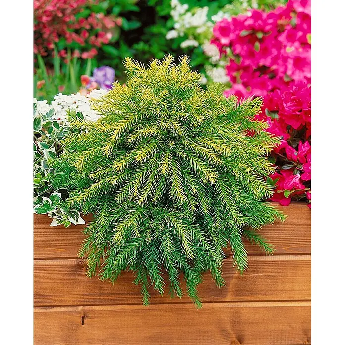 Pflanzen für dich Zwerg-Lebensbaum 20-25 cm - Cryptomeria japonica 'Vilmoriniana' - Kleiner grün-gelber Nadelbaum in einem braunen Holzpflanzgefäß, umgeben von bunten Gartenpflanzen.