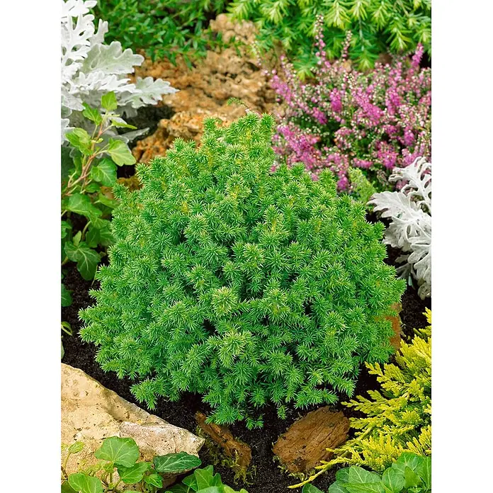 Pflanzen für dich Zwerg-Lebensbaum 20-25 cm - Cryptomeria japonica 'Vilmoriniana' - Kompakter grüner stacheliger Nadelstrauch in einem Garten mit Steinen und anderen Pflanzen.