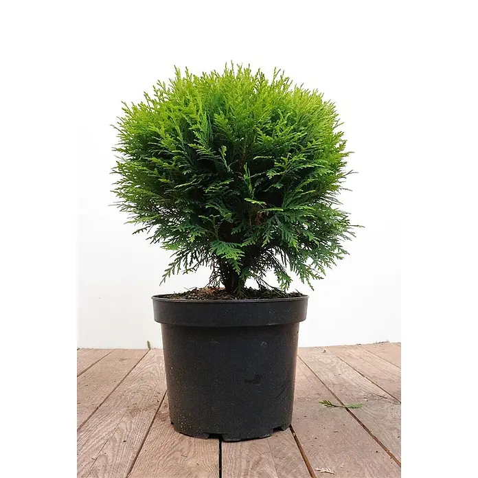 Pflanzen für dich Zwerg-Lebensbaum 30-40 cm - Thuja occidentalis 'Danica' - Topfrunde grüne Konifere in einem schwarzen Behälter.