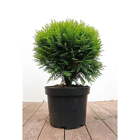Pflanzen für dich  Zwerg-Lebensbaum 30-40 cm