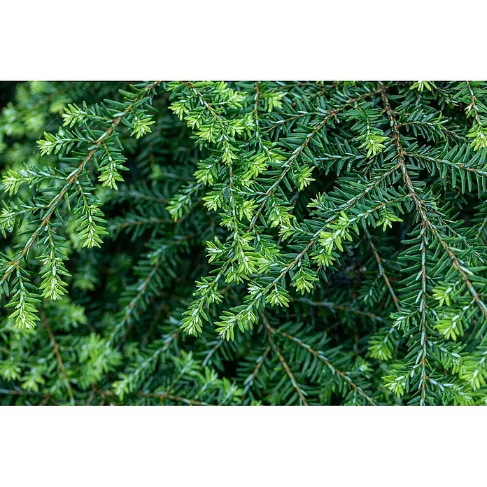 Pflanzen für dich Zwerg-Lebensbaum 20-30 cm - Tsuga canadensis 'Nana' - Grünes immergrünes Laub mit hellem Neuaustrieb und Wassertropfen.