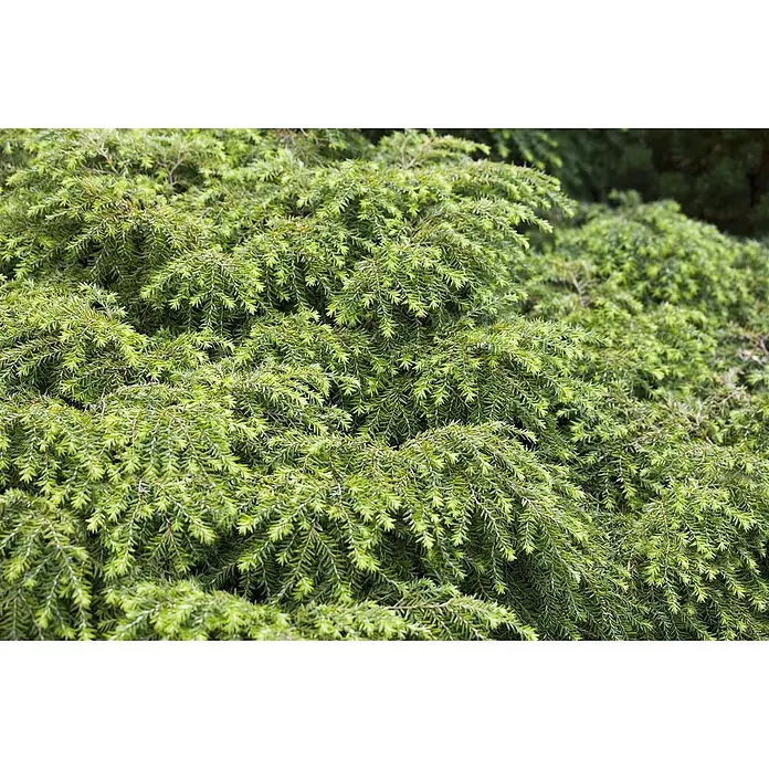 Pflanzen für dich Zwerg-Lebensbaum 15-20 cm - Tsuga canadensis 'Nana' - Dichtes, frisches grünes immergrünes Nadelgehölz.
