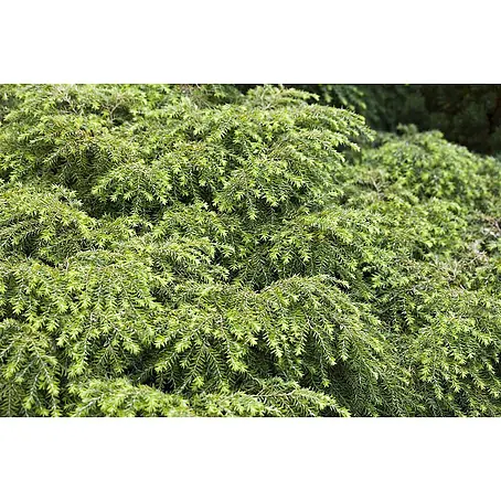 Pflanzen für dich  Zwerg-Lebensbaum 15-20 cm