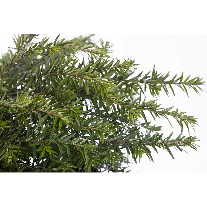 Pflanzen für dich Zwerg-Lebensbaum 15-20 cm - Tsuga canadensis 'Nana' - Nahaufnahme von leuchtend grünen Nadelbaumzweigen mit kleinen, flachen Nadeln.