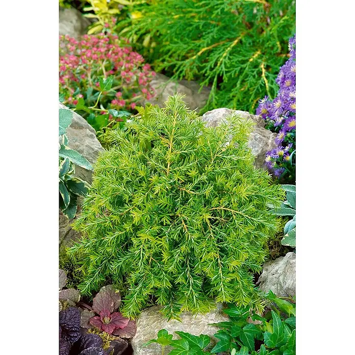Pflanzen für dich Zwerg-Lebensbaum 20-30 cm - Tsuga canadensis 'Nana' - Kompakter, leuchtend grüner Zwergkoniferenstrauch mit nadelartigen Blättern, eingebettet zwischen Felsen und Gartenpflanzen.