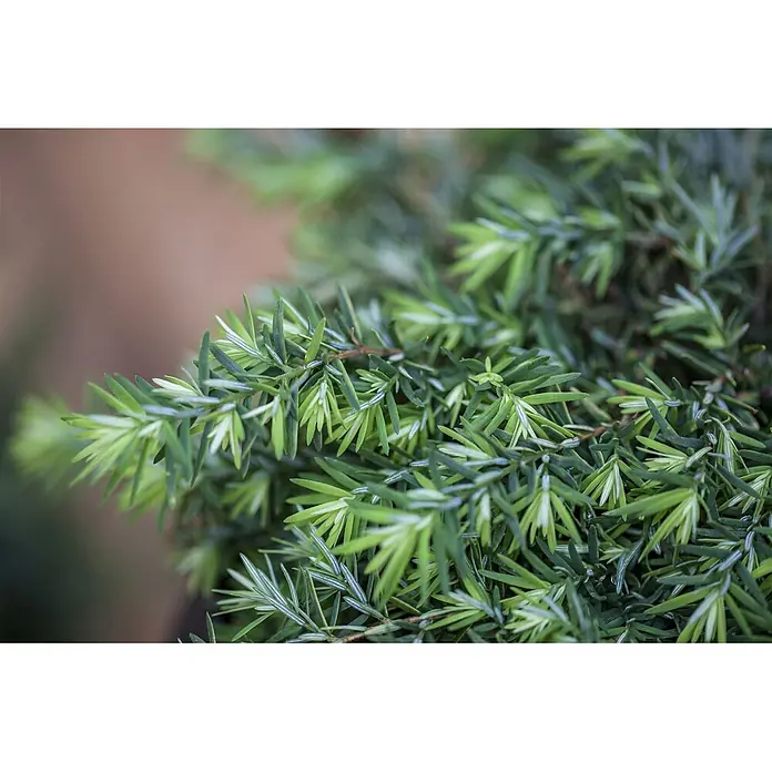 Pflanzen für dich Zwerg-Lebensbaum 15-20 cm - Tsuga canadensis 'Nana' - Nahaufnahme von leuchtend grünem, nadelförmigem Laub mit hellerem Neuaustrieb.