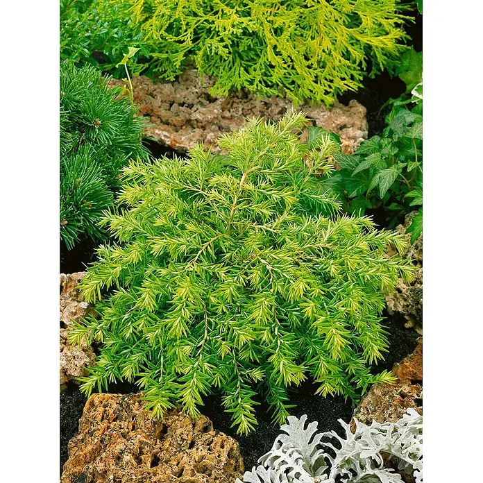 Pflanzen für dich Zwerg-Lebensbaum 20-30 cm - Tsuga canadensis 'Nana' - Hellgrüner, stacheliger Zwerg-Nadelbaum in einem Steingarten, umgeben von anderen grünen und silbernen Pflanzen.