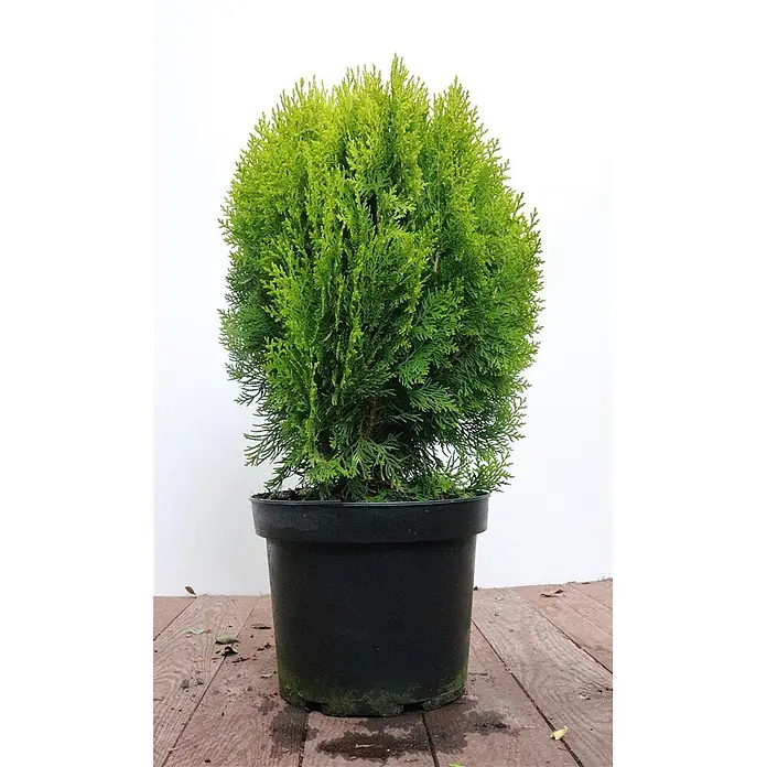 Pflanzen für dich Zwerg-Lebensbaum 40-50 cm - Thuja orientalis 'Aurea Nana' - Dichte, leuchtend grüne immergrüne Pflanze in einem schwarzen Plastiktopf.