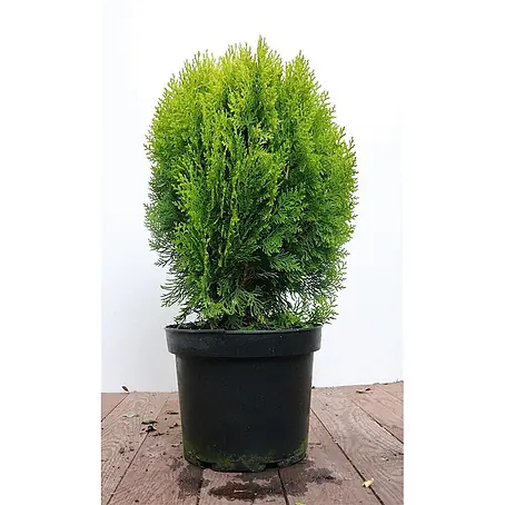 Pflanzen für dich  Zwerg-Lebensbaum 40-50 cm