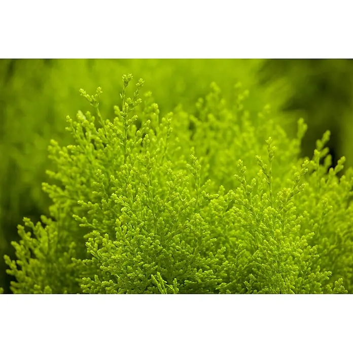 Pflanzen für dich Zwerg-Lebensbaum 40-50 cm - Thuja orientalis 'Aurea Nana' - Dichtes, leuchtendes lindgrünes Laub mit feiner, texturierter Oberfläche.
