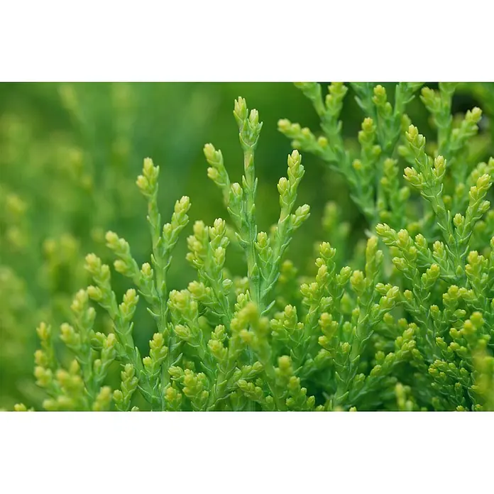 Pflanzen für dich Zwerg-Lebensbaum 40-50 cm - Thuja orientalis 'Aurea Nana' - Leuchtend grünes Pflanzenlaub mit neuen, hellgrünen Trieben.