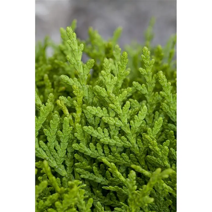 Pflanzen für dich Zwerg-Lebensbaum 40-50 cm - Thuja orientalis 'Aurea Nana' - Kräftig grünes, dicht verzweigtes Laub, typisch für eine kleine Zierpflanze.