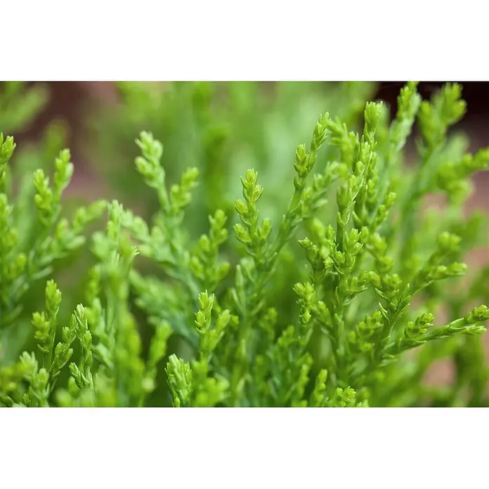 Pflanzen für dich Zwerg-Lebensbaum 40-50 cm - Thuja orientalis 'Aurea Nana' - Üppiges, leuchtend grünes Laub mit kleinen, schuppenförmigen Blättern.