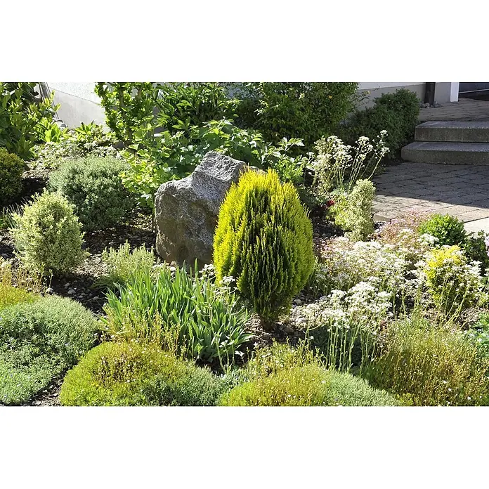 Pflanzen für dich Zwerg-Lebensbaum 40-50 cm - Thuja orientalis 'Aurea Nana' - Ein lebendiger Hausgarten mit verschiedenen grünen und gelben Sträuchern, Blütenpflanzen und einem großen grauen Felsen, mit einem gepflasterten Weg und Stufen im Hintergrund.