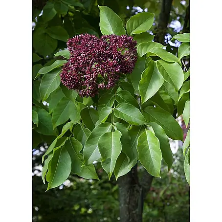 Pflanzen für dich  Blauglockenbaum 60-80 cm