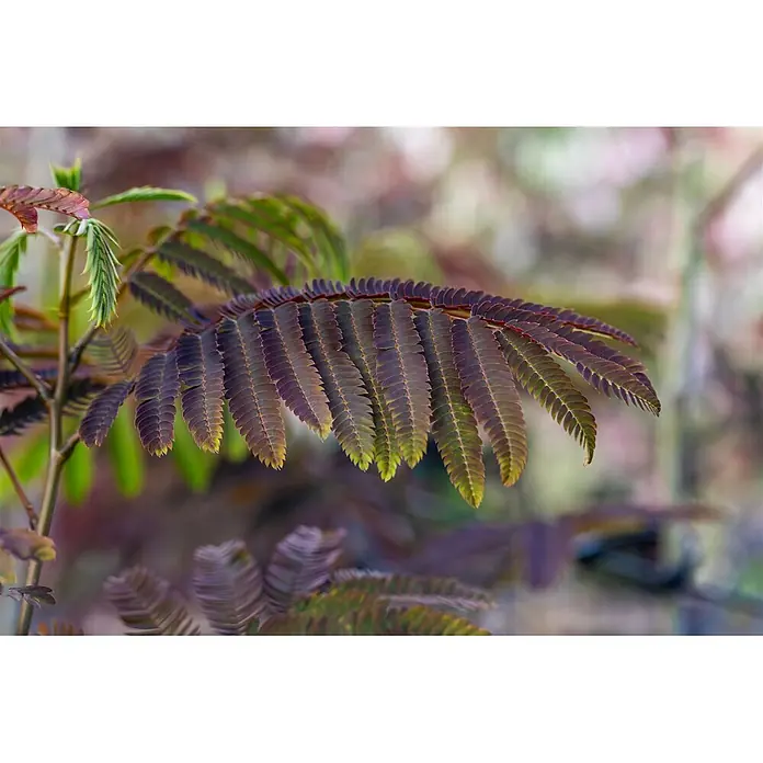 Pflanzen für dich Seidenbaum 200-250 cm - Albizia julibrissin 'Evey's Pride' - Nahaufnahme einer Pflanze mit rötlich-violetten, gefiederten Blättern, an den Spitzen grün. Neues Wachstum im Hintergrund.