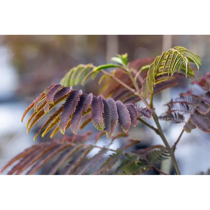 Pflanzen für dich Seidenbaum 200-250 cm - Albizia julibrissin 'Evey's Pride' - Nahaufnahme eines Pflanzenzweigs mit weichen, rötlich-violetten, gefiederten Blättern, teils mit grünen Spitzen.