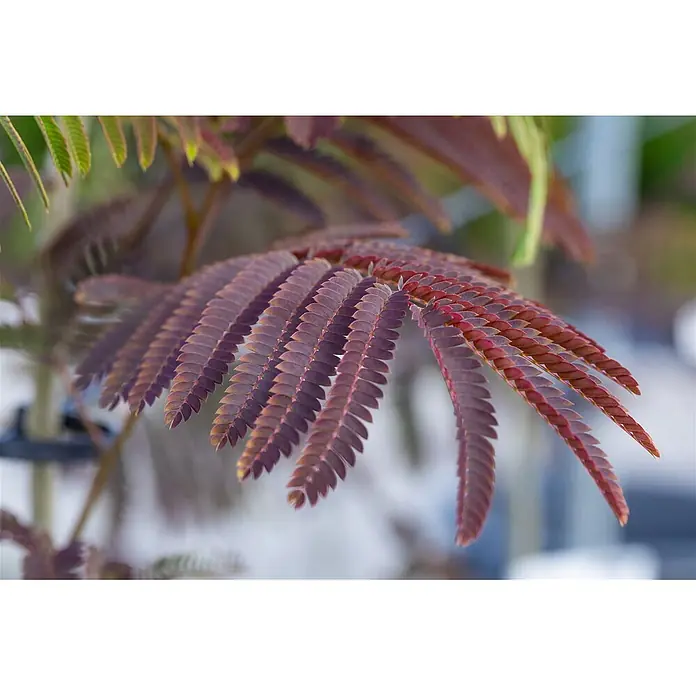 Pflanzen für dich Seidenbaum 200-250 cm - Albizia julibrissin 'Evey's Pride' - Nahaufnahme einer farnähnlichen Pflanze mit zarten rot-violetten Blättern.