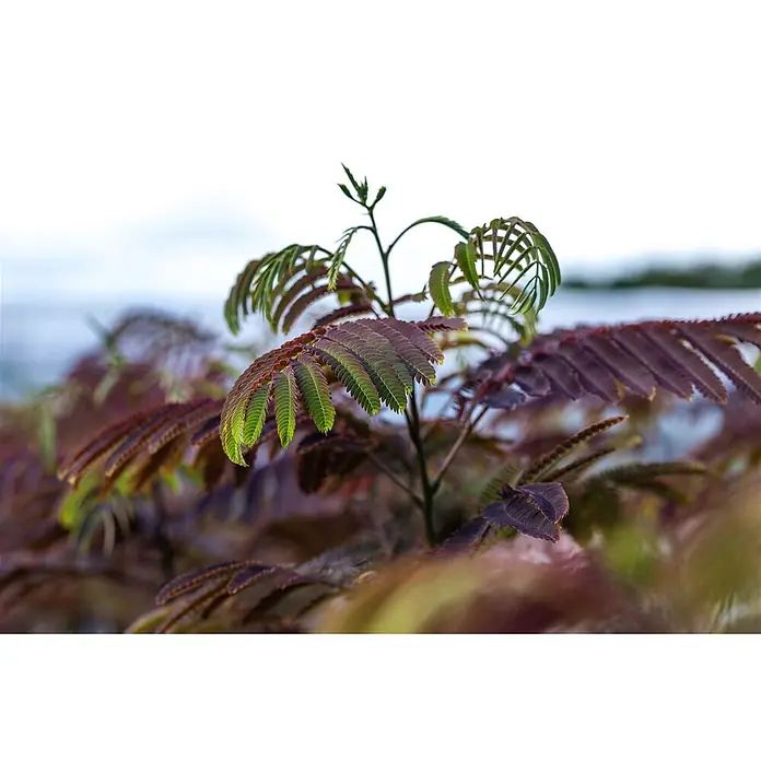 Pflanzen für dich Seidenbaum 200-250 cm - Albizia julibrissin 'Evey's Pride' - Nahaufnahme einer Pflanze mit federartigen, zweifarbigen Blättern in Grün und Rot-Violett.