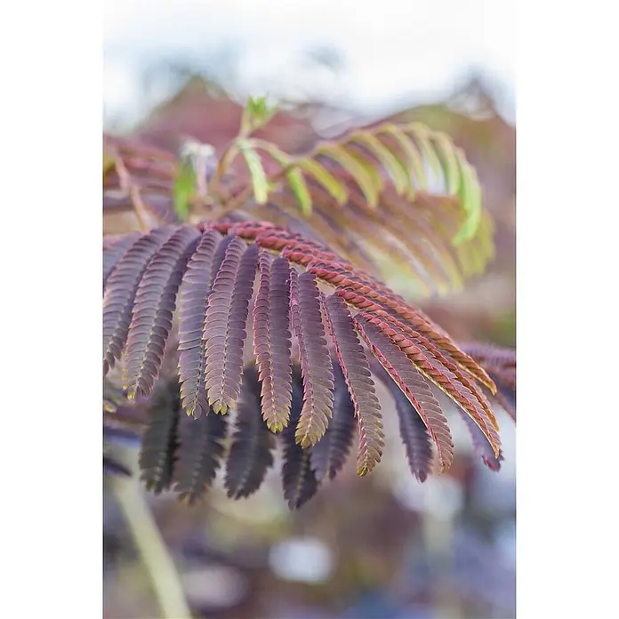 Pflanzen für dich Seidenbaum 200-250 cm - Albizia julibrissin 'Evey's Pride' - Nahaufnahme einer farnähnlichen Pflanze mit dunkelvioletten und rötlichen Blättern, einige mit grünen Spitzen.