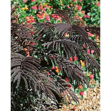 Pflanzen für dich  Seidenbaum 40-60 cm