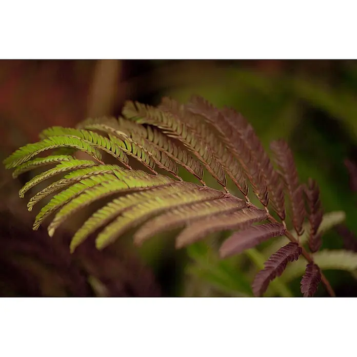 Pflanzen für dich Seidenbaum 60-80 cm - Albizia julibrissin 'Summer Chocolate' - Ein lebhaft grünes und rot-lilafarbenes farnähnliches Blatt, detailliert und reich gefärbt.