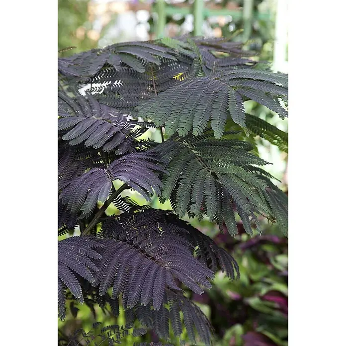Pflanzen für dich Seidenbaum 60-80 cm - Albizia julibrissin 'Summer Chocolate' - Pflanze mit dunkelvioletten und tiefgrünen gefiederten Blättern, mit zarten, farnähnlichen Fiederblättchen.
