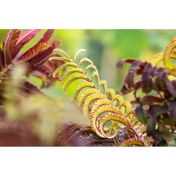 Pflanzen für dich Seidenbaum 60-80 cm - Albizia julibrissin 'Summer Chocolate' - Eine Pflanze mit leuchtend grünen, rotbraun geränderten Blättern, elegant spiralförmig angeordnet.
